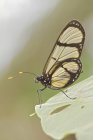 Вид сбоку бабочки, сидящей на растении, крупным планом — стоковое фото