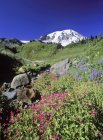 Fiori selvatici nei prati alpini con Mount Baker a Washington, USA . — Foto stock