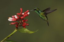 Beija-flor esmeralda ocidental alimentando-se de flores em voo, close-up . — Fotografia de Stock