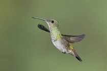 Golden-tailed sapphire hummingbird in flight outdoors. — Stock Photo
