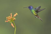 Golden-tailed sapphire hummingbird feeding at flowers while flying in forest. — Stock Photo
