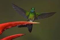 Grüngekrönter, brillanter Kolibri, der an einer exotischen Blume hockt, Nahaufnahme. — Stockfoto