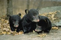 Black bear cubs exploring ground in natal den in Pennsylvania, USA. — Stock Photo