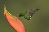 Primo piano del colibrì dalla coda spinosa verde che si nutre in volo presso la pianta da fiore tropicale . — Foto stock