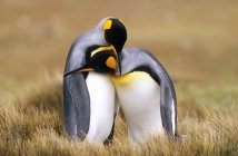 Pinguins-rei acasalamento no prado de Volunteer Point, Ilhas Falkland, Oceano Atlântico Sul — Fotografia de Stock