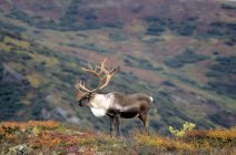 Bull caribou standing on autumnal meadow in Alaska, USA. — Stock Photo
