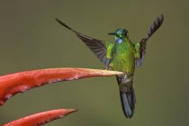 Зеленоголовая блестящая колибри, сидящая на экзотическом цветке, крупным планом . — стоковое фото