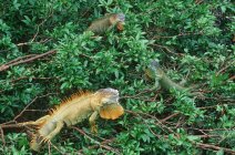 Green iguanas in tree foliage at Muelle, Costa Rica — Stock Photo