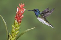 White-necked jacobin feeding at flowering plant  in flight in rain forest, close-up. — Stock Photo