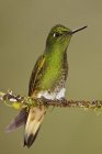 Nahaufnahme von Buff-Tailed Coronet Kolibri hockt auf bemoosten Zweig. — Stockfoto