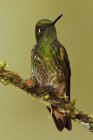 Close-up of buff-tailed coronet hummingbird perched on mossy branch. — Stock Photo