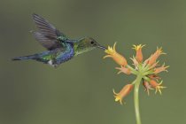 Fork-tailed woodnymph coloré planant tout en se nourrissant de fleurs en vol . — Photo de stock