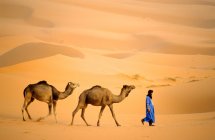 Pastor tuareg llevando sus camellos al agua, desierto del Sahara, Marruecos, África - foto de stock