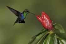 Green-crowned woodnymph feeding at flower while hovering wings. — Stock Photo