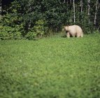 Kermode bear standing on meadow at Central Coast, British Columbia, Canada. — Stock Photo