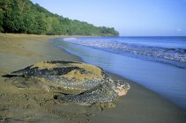 Leatherback tartaruga marina che ritorna in mare sulla spiaggia sabbiosa di Trinidad . — Foto stock