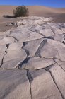 Mesquite Dünen Sandstein und Busch im Sonnenlicht, Death Valley, Kalifornien, USA — Stockfoto