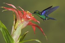 Ninfa leñosa de vientre esmeralda alimentándose en flor mientras vuela en el bosque . - foto de stock