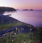 Flores silvestres de primavera al amanecer en Sargeants Bay, Península de Sechelt, Columbia Británica, Canadá . - foto de stock
