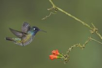 Violet-headed hummingbird feeding at flowers while flying in forest. — Stock Photo