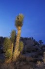 Joshua Baum wächst in der Wüste der Joshua Tree Nationalpark, Kalifornien, Usa — Stockfoto