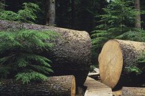 Grandes árvores caídas de Sitka Spruce em Carmanah Provincial Park, British Columbia, Canadá . — Fotografia de Stock