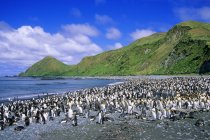 Pinguini reali e pinguini reali che gironzolano sulla spiaggia della Baia di Lucitania, Isola di Macquarie, Australia — Foto stock