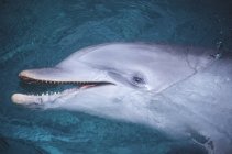 Обыкновенный дельфин в голубой воде — стоковое фото