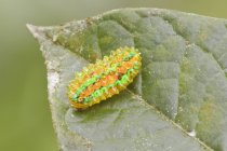 Барвиста гусениця, що сидить на листку рослини, крупним планом — стокове фото