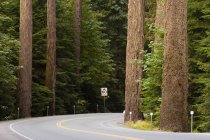 Lone highway and giant cedars in Cathedral Grove Provincial Park, Vancouver Island, British Columbia, Canada — Stock Photo