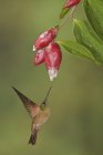 Fawn-breasted brilliant hummingbird feeding at red flowers while flying. — Stock Photo