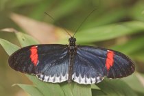 Papillon noir assis sur la plante, gros plan — Photo de stock