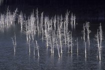 Árvores mortas em lago represado em luz da noite em Montana, EUA . — Fotografia de Stock