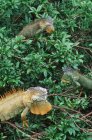 Iguane verdi nel fogliame degli alberi a Muelle, Costa Rica — Foto stock