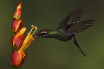 Colibrì eremita che si nutriva di fiori esotici mentre volava nella foresta . — Foto stock