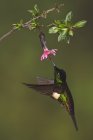 Звездный фронтлет с пушистыми крыльями летит и питается на цветущем растении в лесу . — стоковое фото