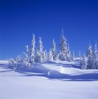 Árvores cobertas de neve e encosta do Monte Elphinstone, Colúmbia Britânica, Canadá . — Fotografia de Stock