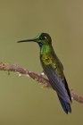 Close-up of green-crowned brilliant perched on tree branch. — Stock Photo