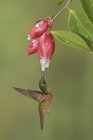 Brillante colibrì dal petto fulvo che si nutre di fiori rossi mentre vola . — Foto stock