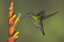 Grüngekrönter, brillanter Kolibri, der sich im Flug von Blüten ernährt, Nahaufnahme. — Stockfoto