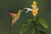 Fawn-breasted brilliant hummingbird feeding at exotic plant while flight. — Stock Photo