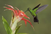 Colibrì brillante coronato verde che si nutre a fiore mentre vola, primo piano . — Foto stock