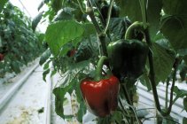 Red and green bell peppers growing in greenhouse — Stock Photo