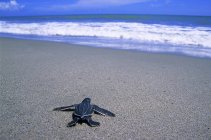 Frisch geschlüpfte Lederschildkröte auf der Flucht ins Meer, Trinidad. — Stockfoto