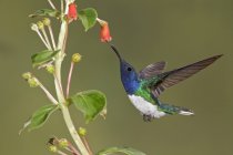 White-necked jacobin feeding at flowering plant  in flight in rain forest, close-up. — Stock Photo