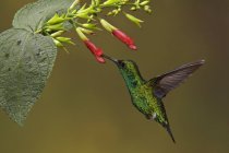 Western emerald hummingbird flying and feeding at tropical flowers of rain forest. — Stock Photo
