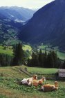 Vaches se reposant sur le pâturage dans un village de vallée près de Grossglockner à Heiligenblut, Autriche — Photo de stock