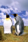 Группа королевских пингвинов на лугу Солсберийской равнины, остров Южной Джорджии, Южная Атлантика — стоковое фото