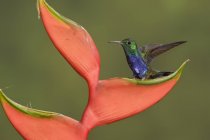 Желтобрюхий колибри, сидящий на тропическом цветке . — стоковое фото