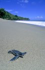 Tortuga marina de cuero recién nacida rumbo al agua de mar en Trinidad
. — Stock Photo